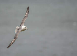 Fulmar boréal