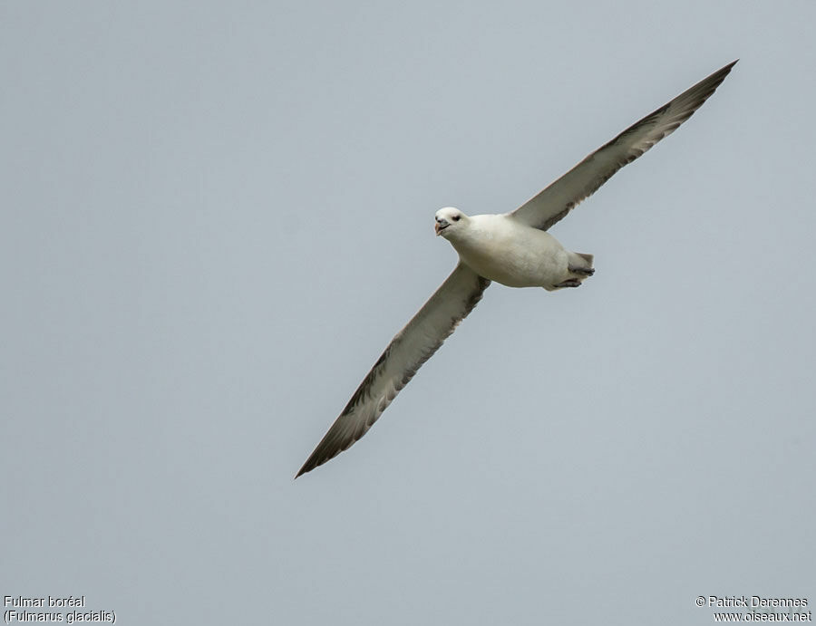 Northern Fulmaradult, Flight