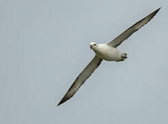 Northern Fulmar