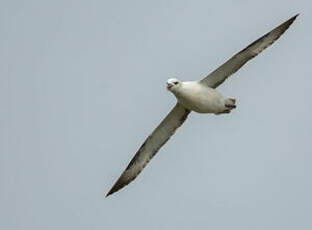 Fulmar boréal