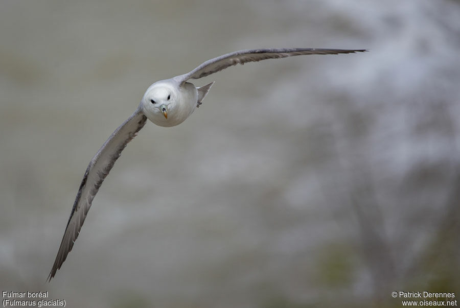 Northern Fulmaradult, Flight