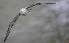 Northern Fulmar