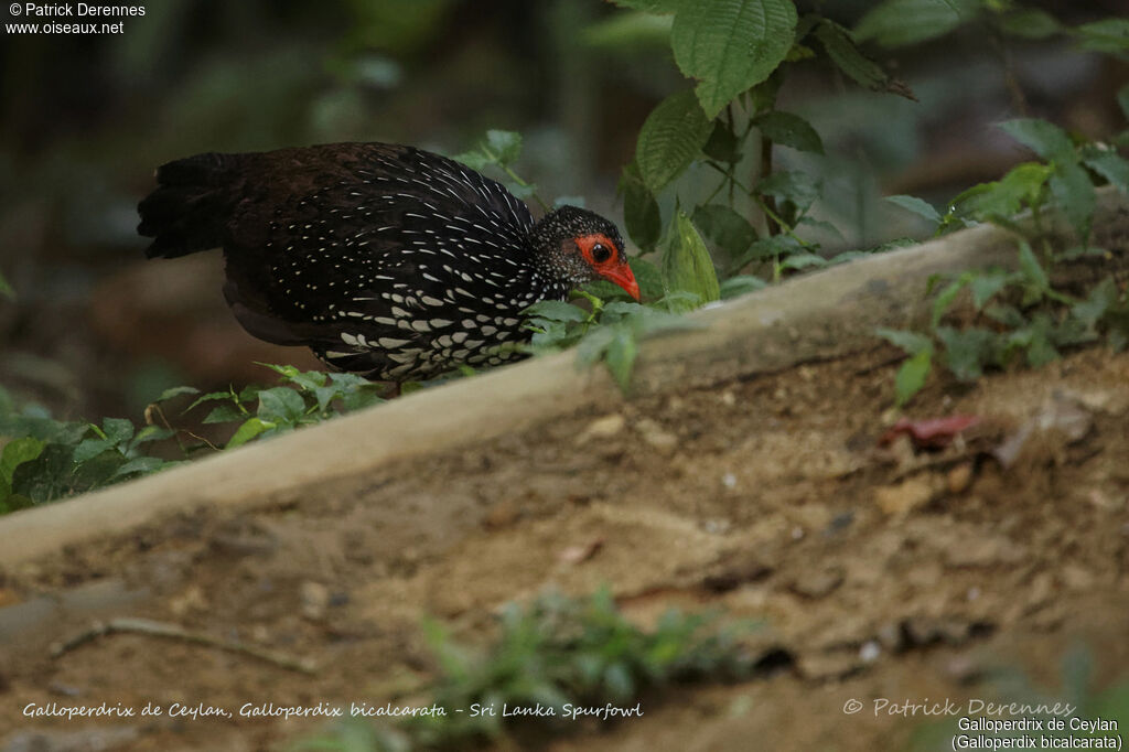 Galloperdrix de Ceylan mâle, identification, habitat