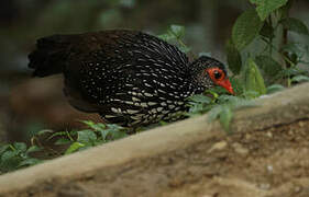 Sri Lanka Spurfowl