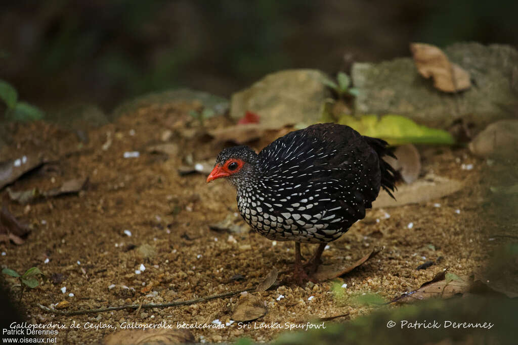 Sri Lanka Spurfowl male adult, identification