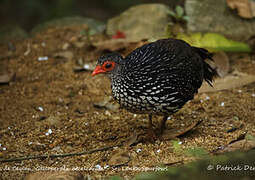 Sri Lanka Spurfowl