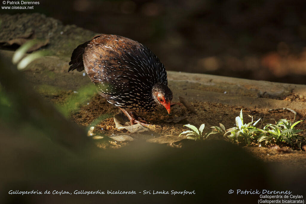 Galloperdrix de Ceylan mâle, identification, habitat