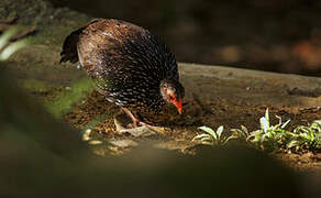 Sri Lanka Spurfowl