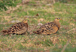 Four-banded Sandgrouse