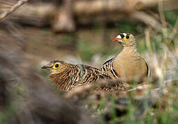 Four-banded Sandgrouse