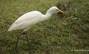 Eastern Cattle Egret