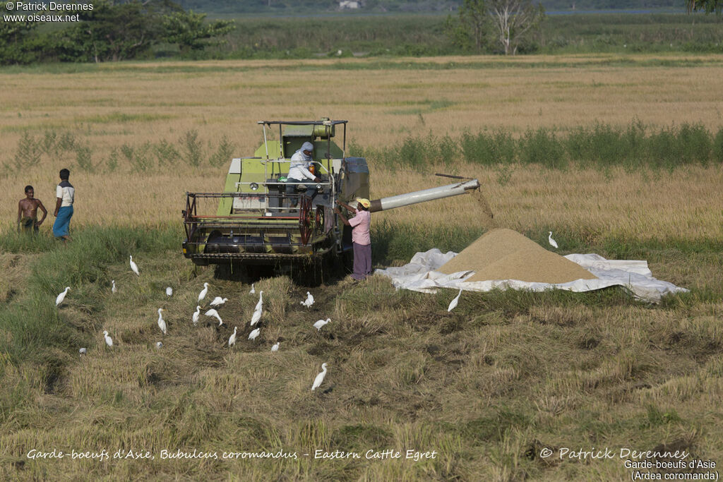 Eastern Cattle Egret, feeding habits, eats