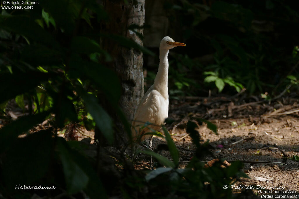 Eastern Cattle Egret, identification, habitat