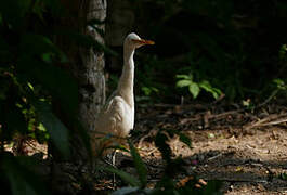 Eastern Cattle Egret