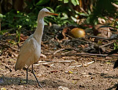 Eastern Cattle Egret