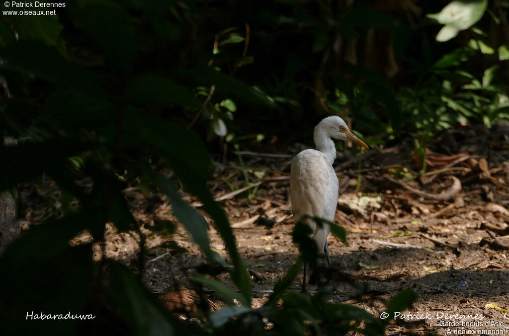 Eastern Cattle Egret, identification, habitat