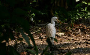 Eastern Cattle Egret