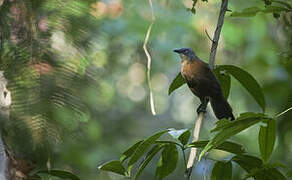 Ashy-headed Laughingthrush