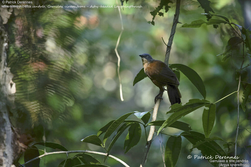 Ashy-headed Laughingthrush, habitat