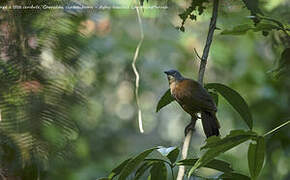 Ashy-headed Laughingthrush