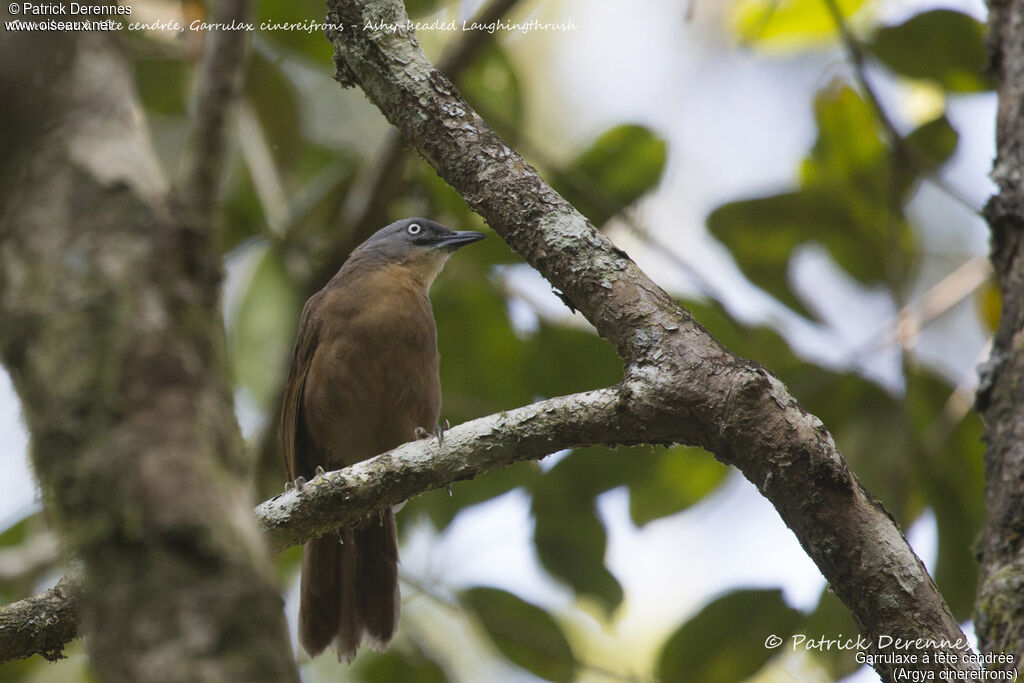 Ashy-headed Laughingthrush, identification, habitat