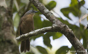 Ashy-headed Laughingthrush