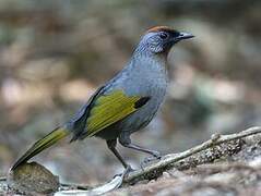 Silver-eared Laughingthrush