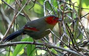 Scarlet-faced Liocichla