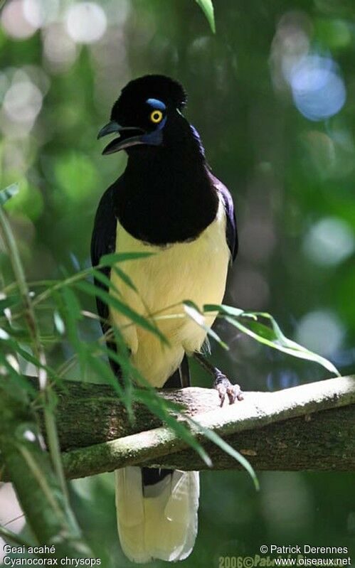 Plush-crested Jayadult