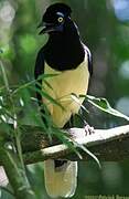 Plush-crested Jay