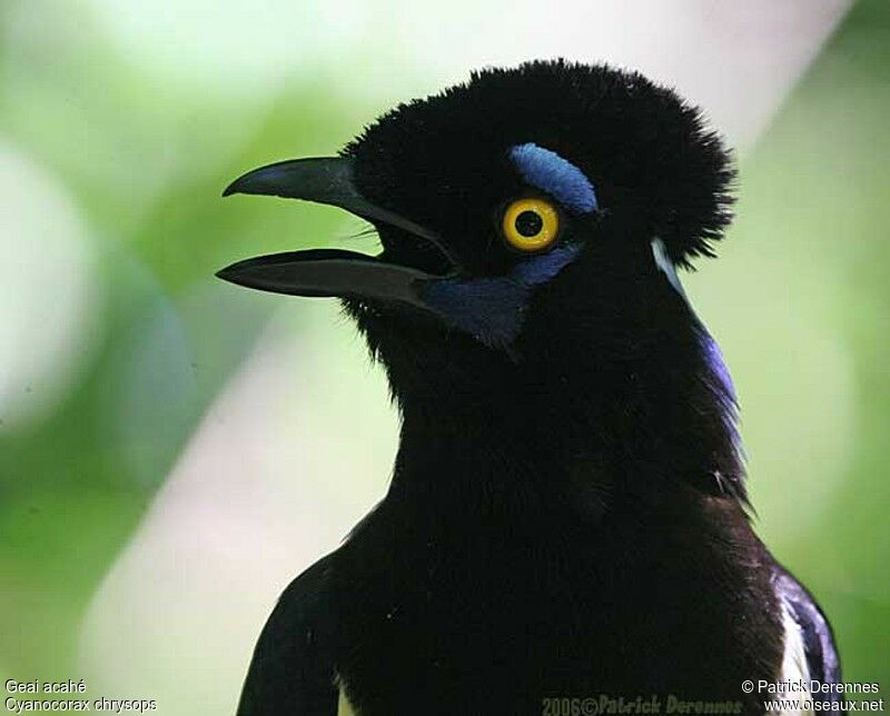 Plush-crested Jayadult