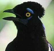 Plush-crested Jay