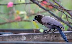 Purplish Jay