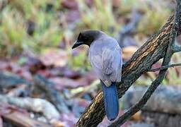 Purplish Jay