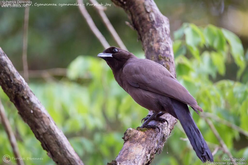 Purplish Jay, identification, habitat