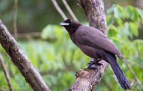 Purplish Jay