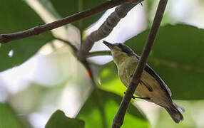 Golden-bellied Gerygone