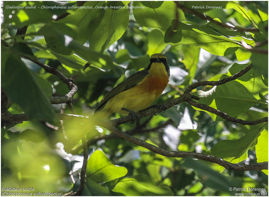 Orange-breasted Bushshrikeadult, identification