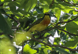 Orange-breasted Bushshrike