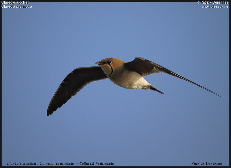 Collared Pratincole, Flight