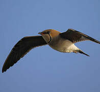 Collared Pratincole