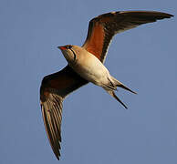 Collared Pratincole