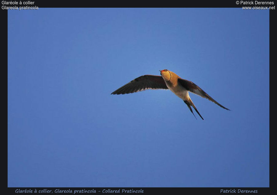 Collared Pratincole, Flight