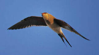 Collared Pratincole