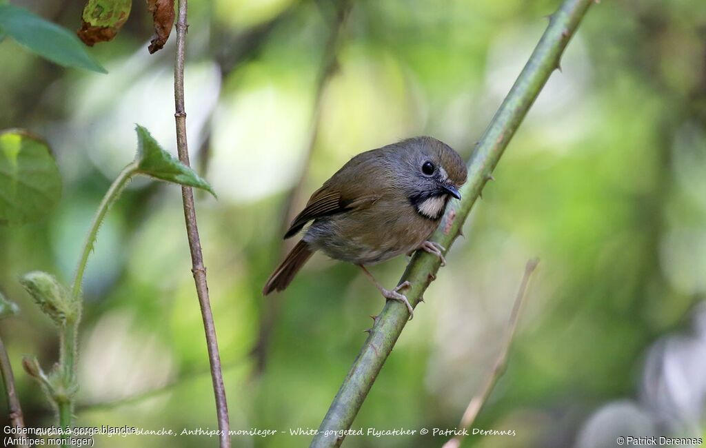 White-gorgeted Flycatcher