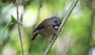 White-gorgeted Flycatcher