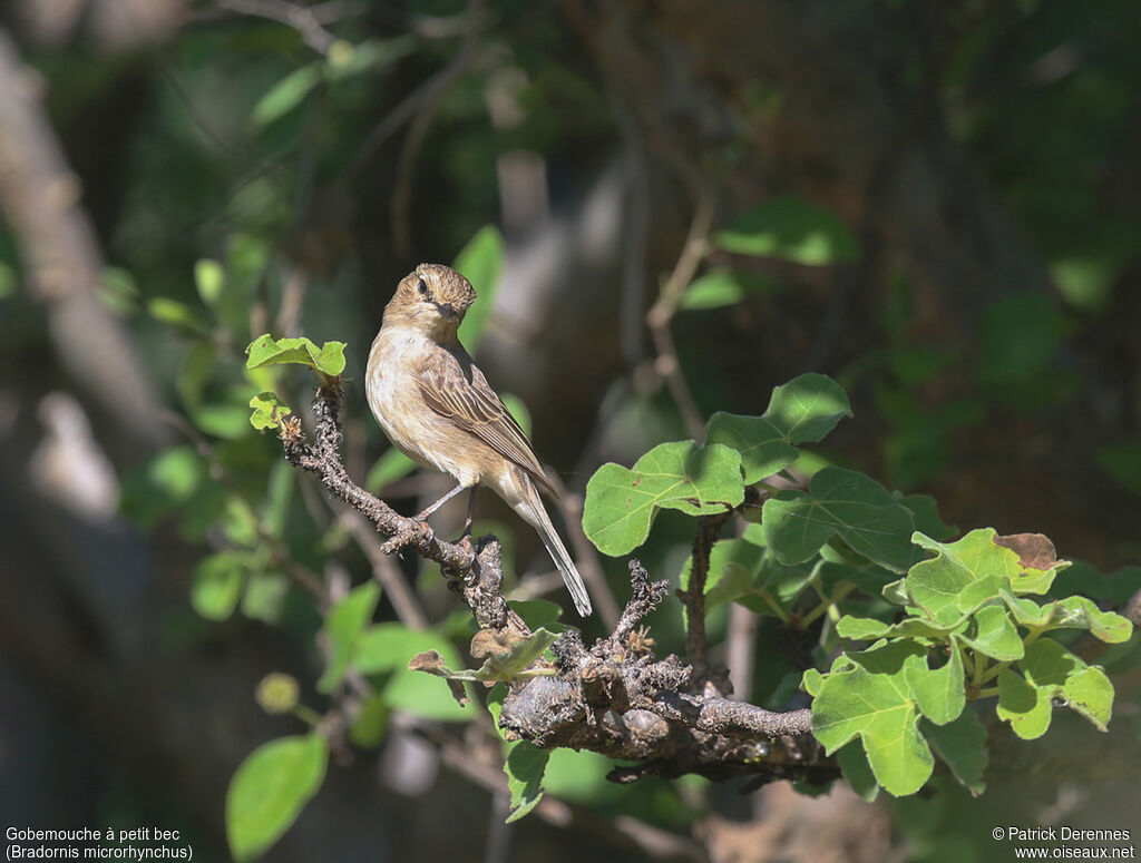 Gobemouche à petit becadulte, identification