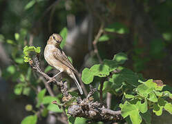 African Grey Flycatcher