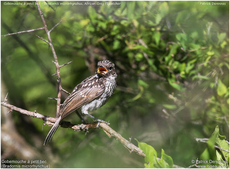 African Grey Flycatcherjuvenile, identification, Reproduction-nesting, Behaviour
