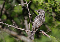 African Grey Flycatcher